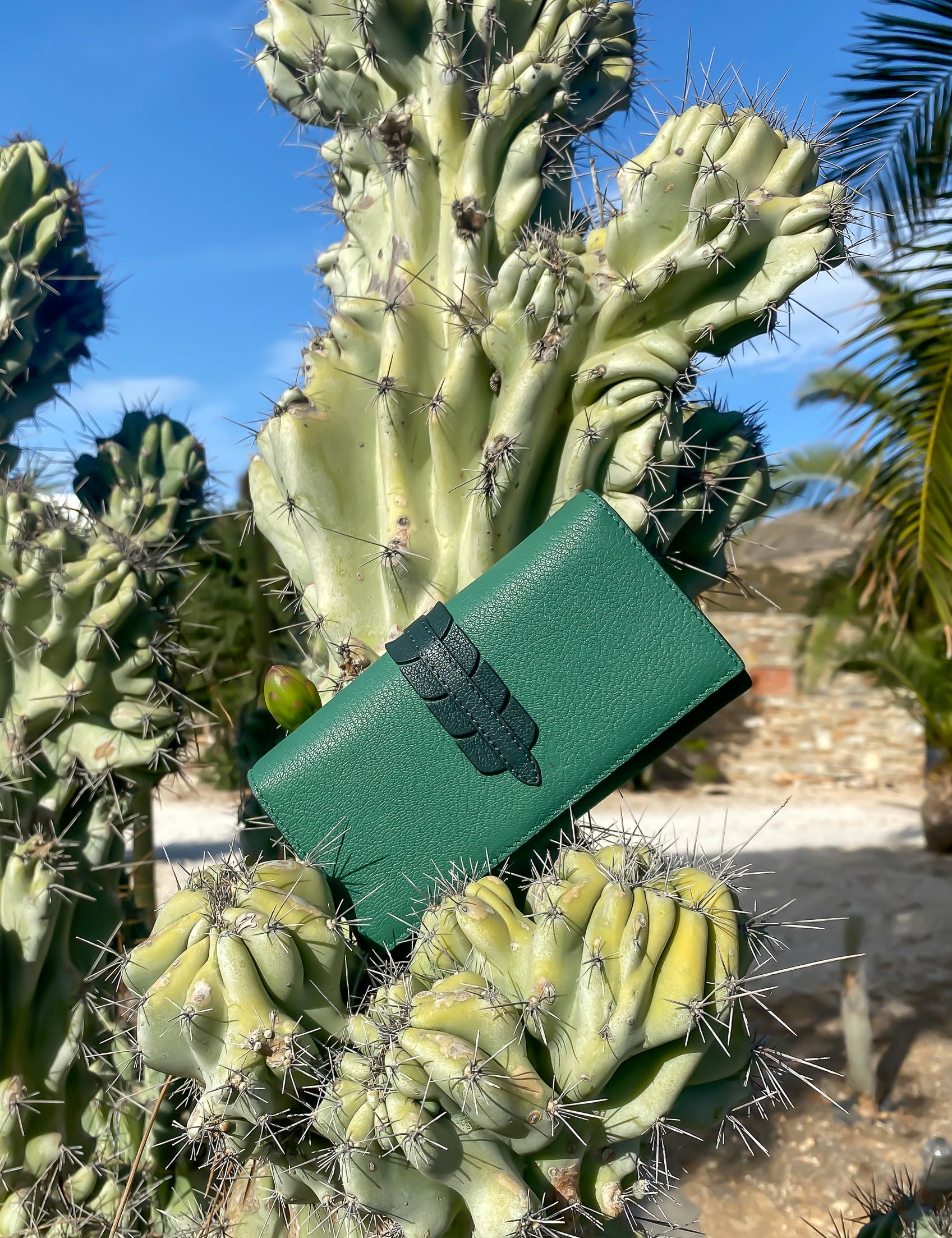 Atina_green_tea_in_cactus-1.jpg