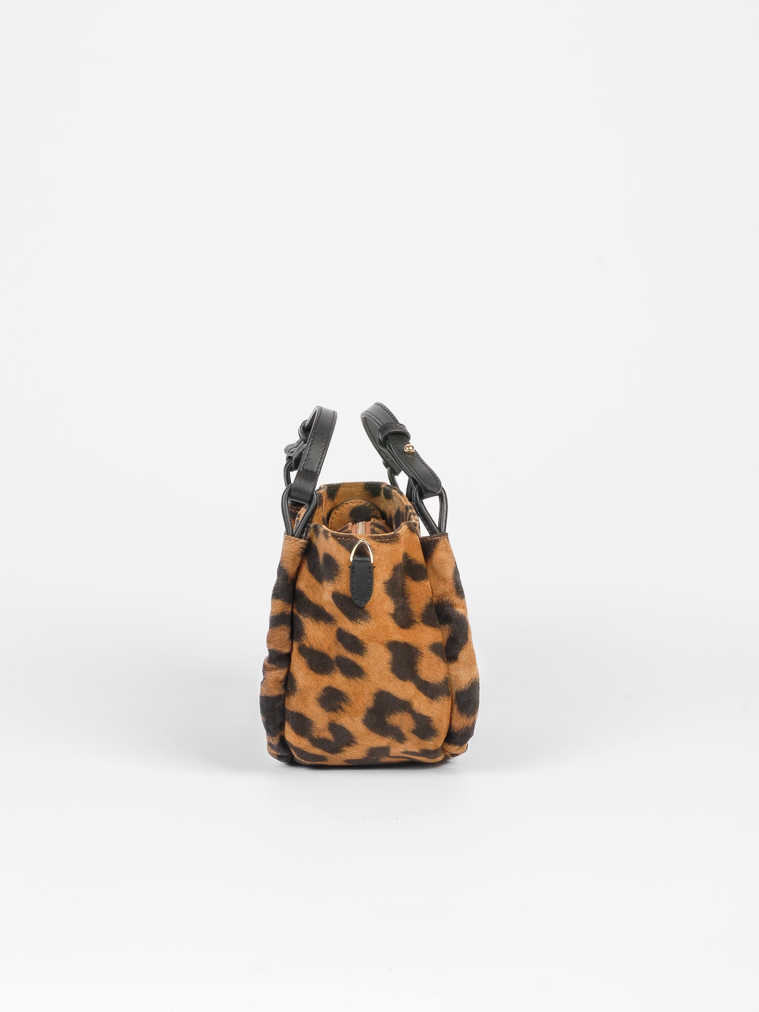 Calliope daim - Leopard
